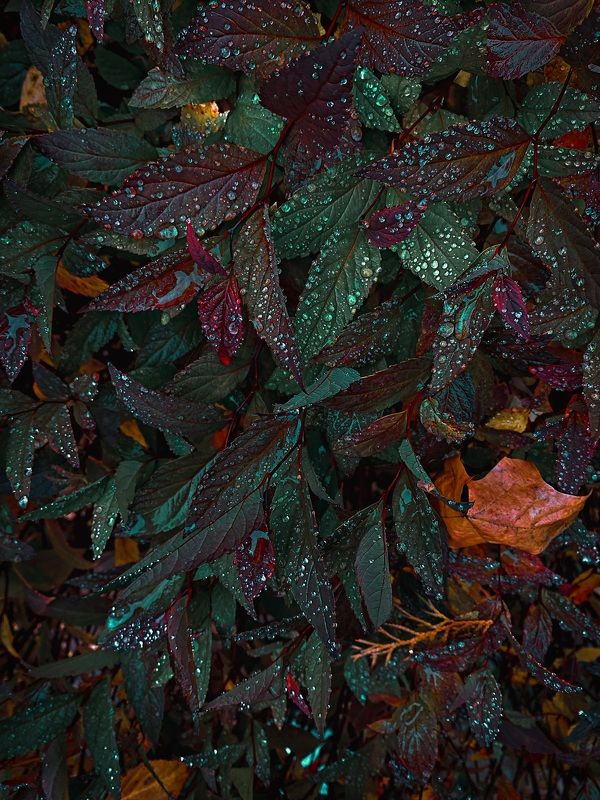 Капли дождя, листья, осень, дождь  Бриллианты осеннего дождя photo preview