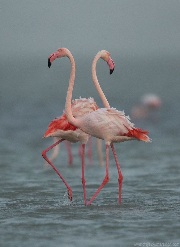flamingos Greater Flamingosphoto preview