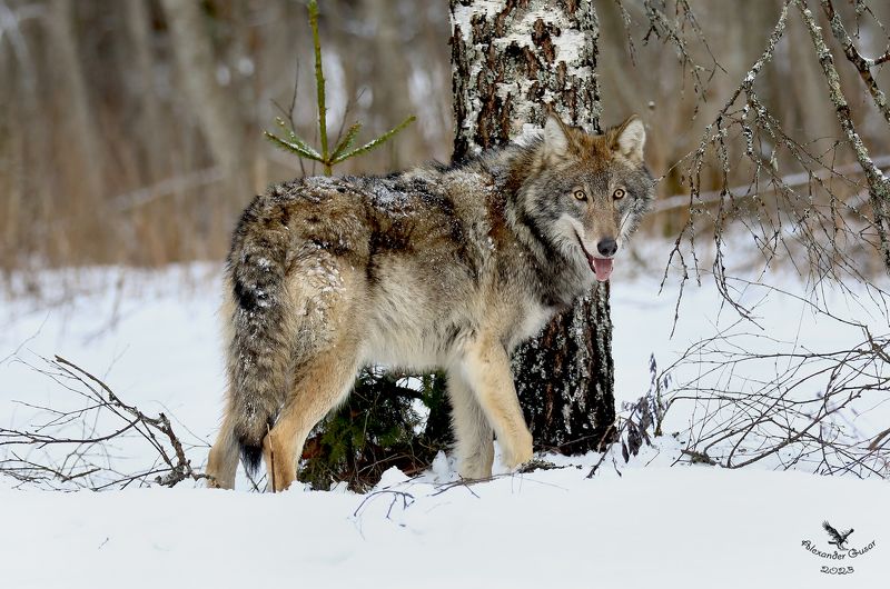 Взгляд.photo preview