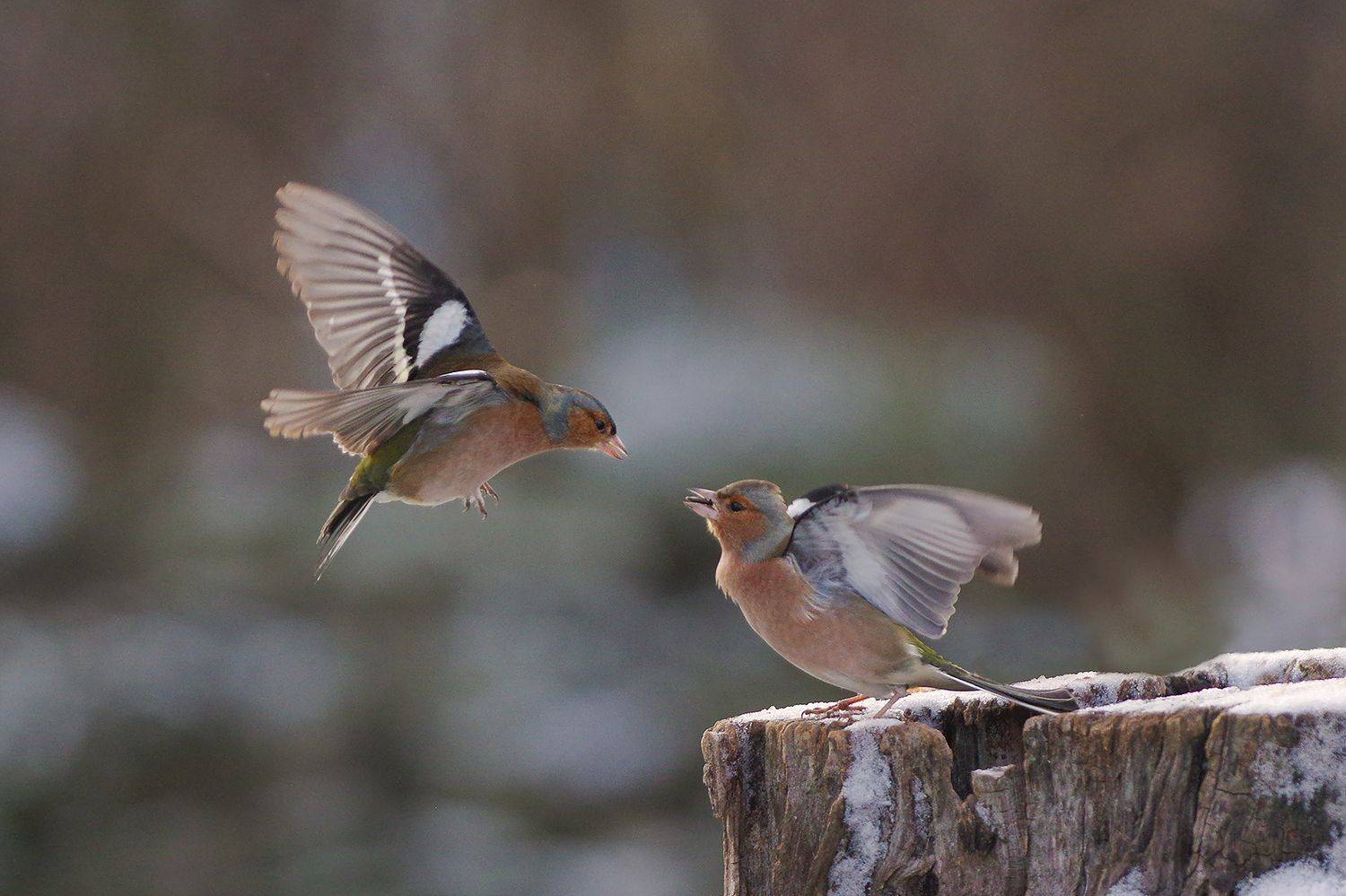 , Евгени Стефанов