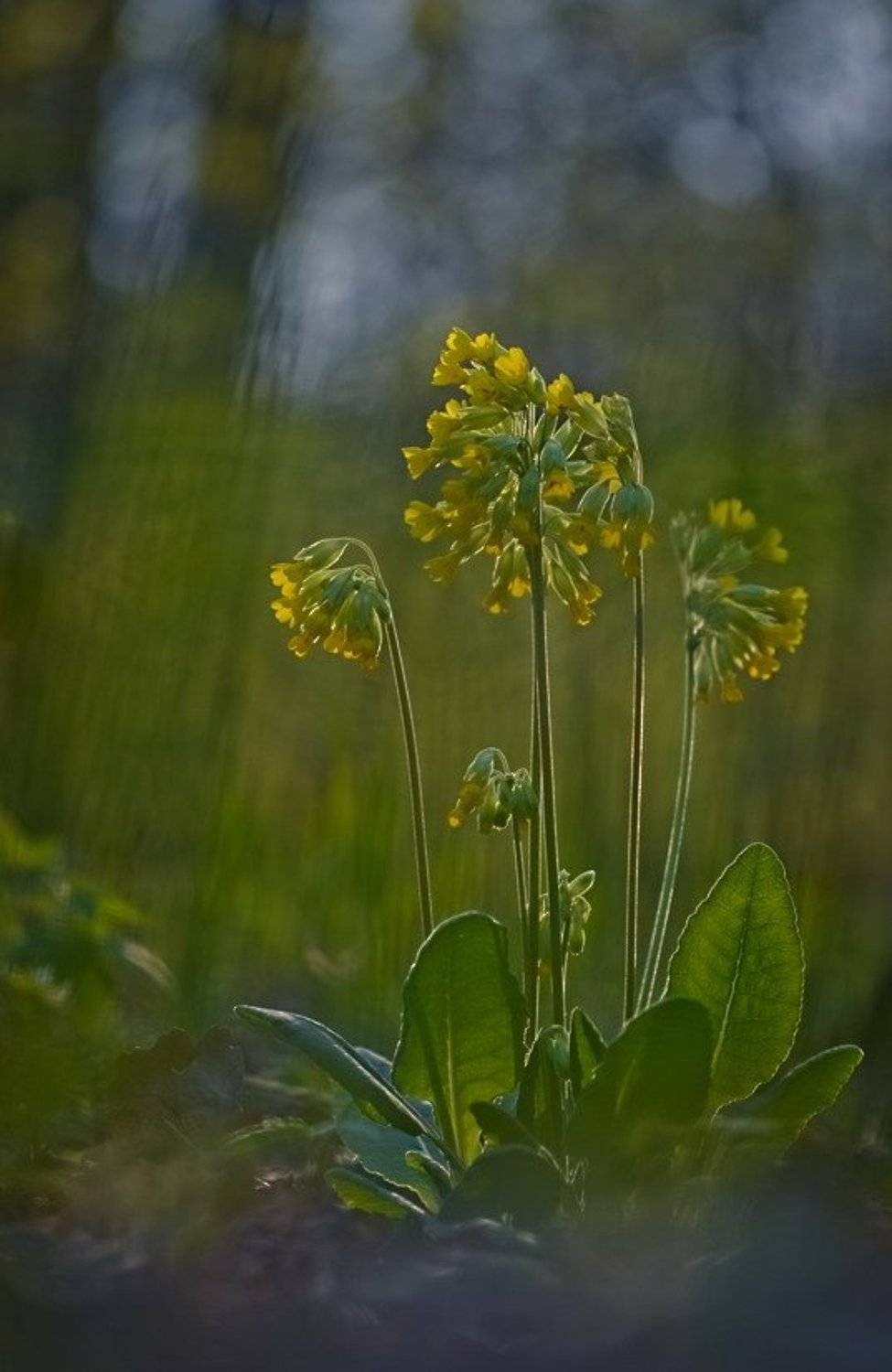 Весна, Лес, Первоцвет, Цветы, Марина Мищенко