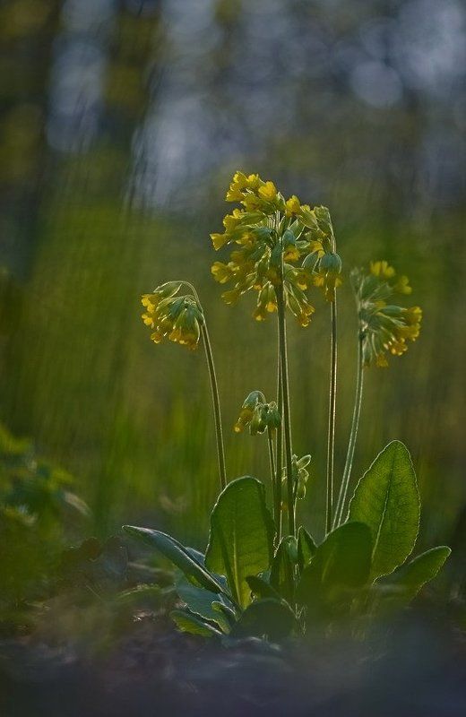 Весна, Лес, Первоцвет, Цветы Многодетная семейкаphoto preview