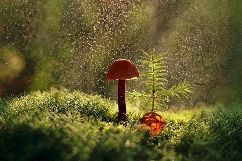 гриб, капли, макро Дождь фото превью