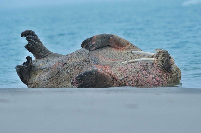Арктика, архипелаг Шпицберген, морж, дикая природа, путешествия летом на северном пляжеphoto preview