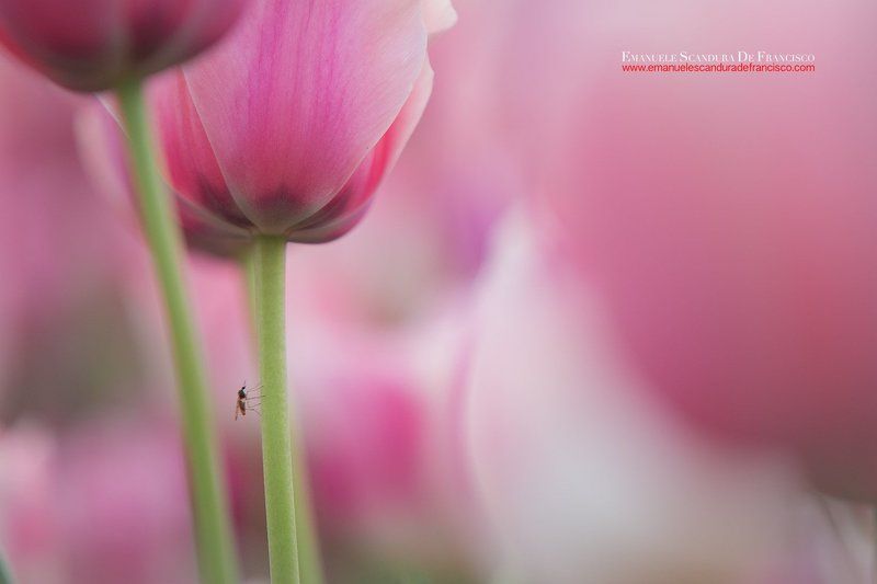 emanuele scandura de francisco tulpani tulpaniphoto preview