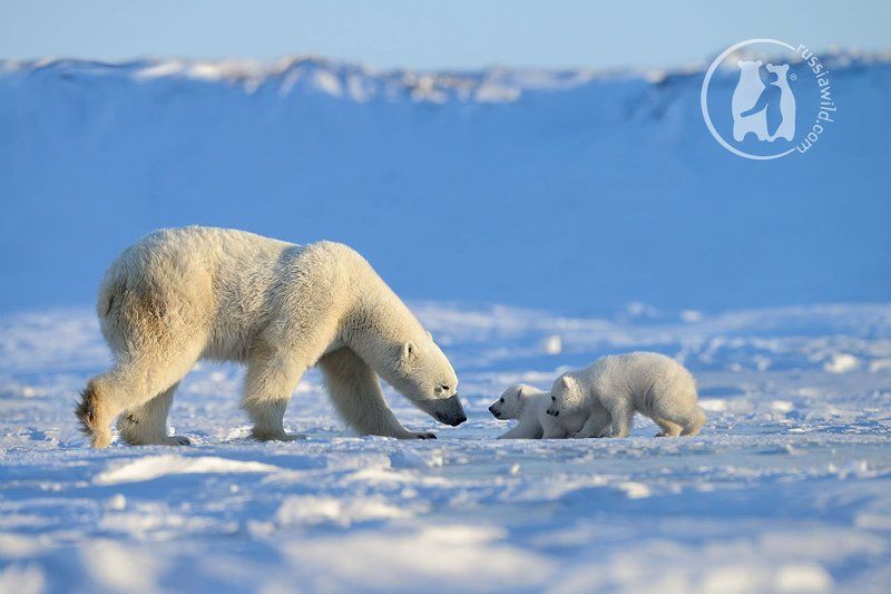 белый медведь, арктика Наставлениеphoto preview