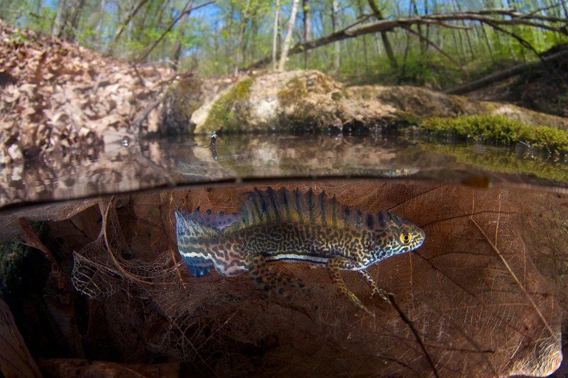 Весна, Кавказ, Лужа, Малоазиатский тритон, Фрагменты листьев, Юг Малоазиатский тритонphoto preview