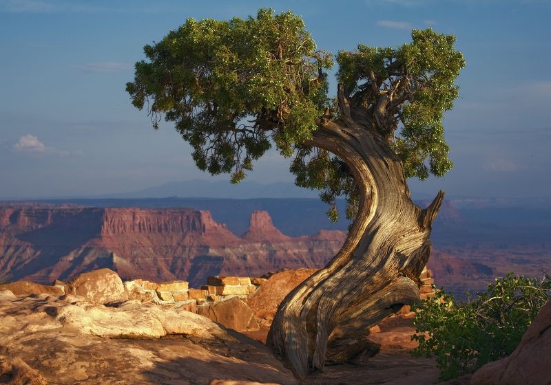 Одинокое на Dead Horsephoto preview