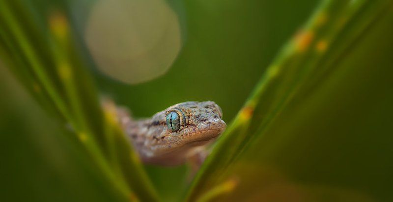 ВЕСЕННЕЕ ПРОБУЖДЕНИЕ.photo preview