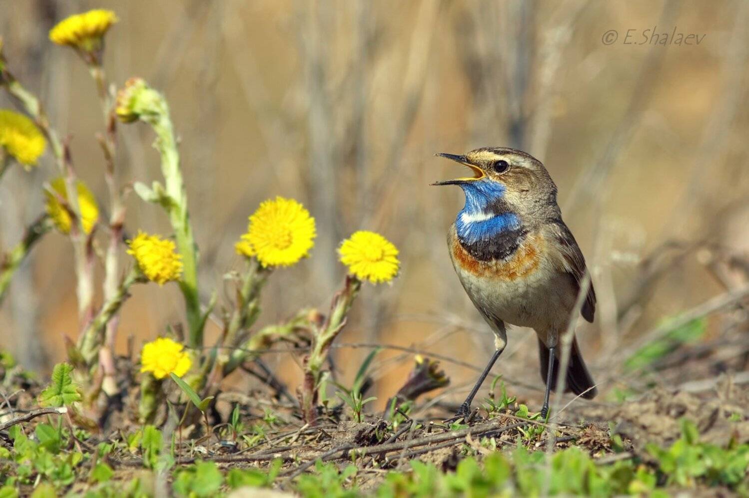 Birds, Bluethroat, Luscinia svecica, Варакушка, Птица, Птицы, Фотоохота, Евгений