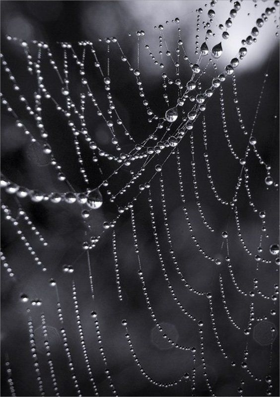 Утро, роса, паутина, осень Ожерельеphoto preview