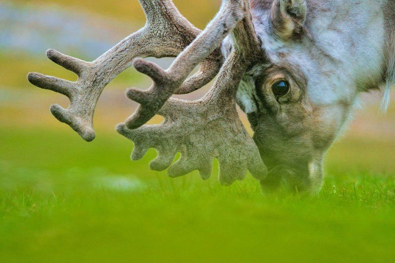Арктика, архипелаг Шпицберген, северный олень, дикая природа, север, путешествия портрет северного оленяphoto preview