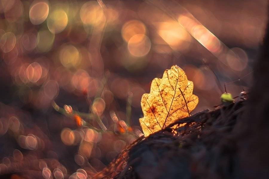 весна, лист, Олег Зкл