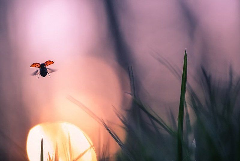 Пролетая над папарацци.photo preview