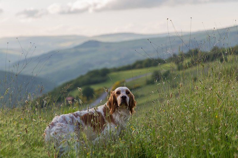 Случайные встречиphoto preview