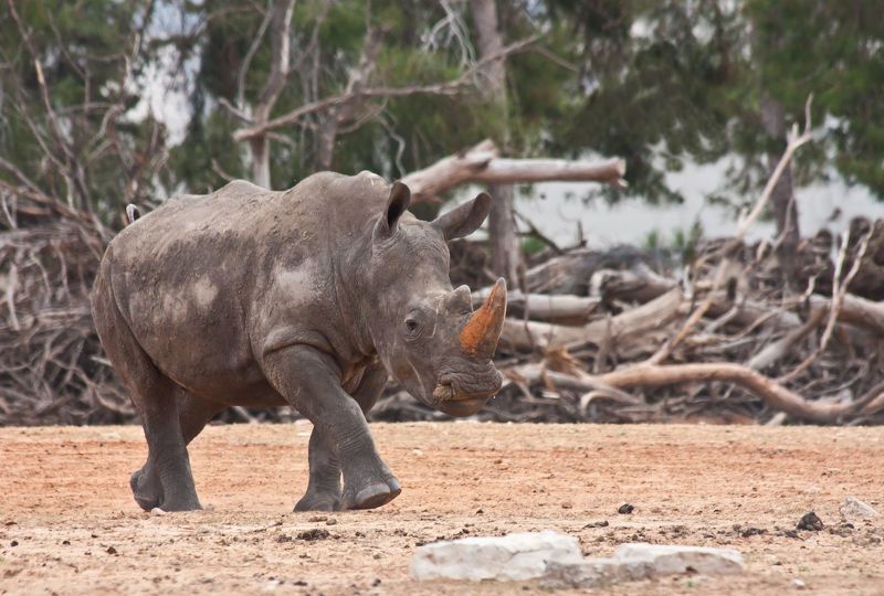 Носогог рог, рог, идет....photo preview