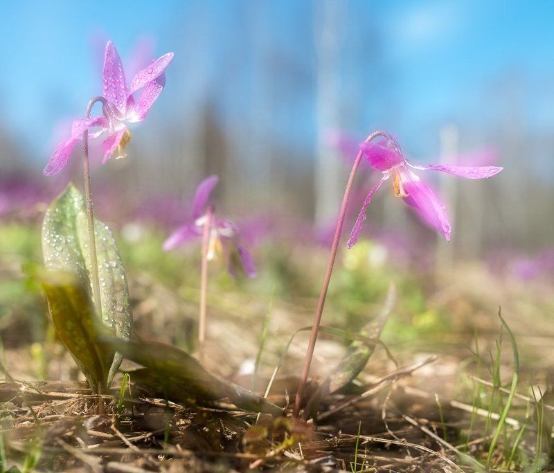 кандыки, тайга, Сибирь, весна Солнечное настроениеphoto preview