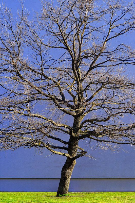 tree, green, blue, grass, wall, naked, spring Treephoto preview