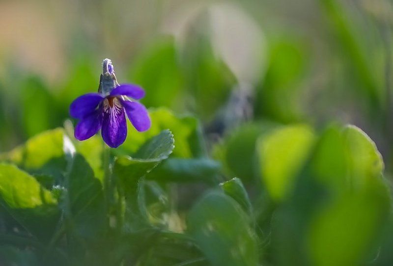 весна, лесная фиалка, профиль, фиалка, цветы В анфасphoto preview