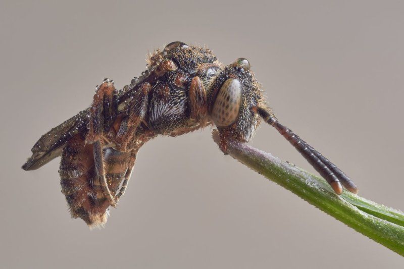 Очень маленькая соняphoto preview