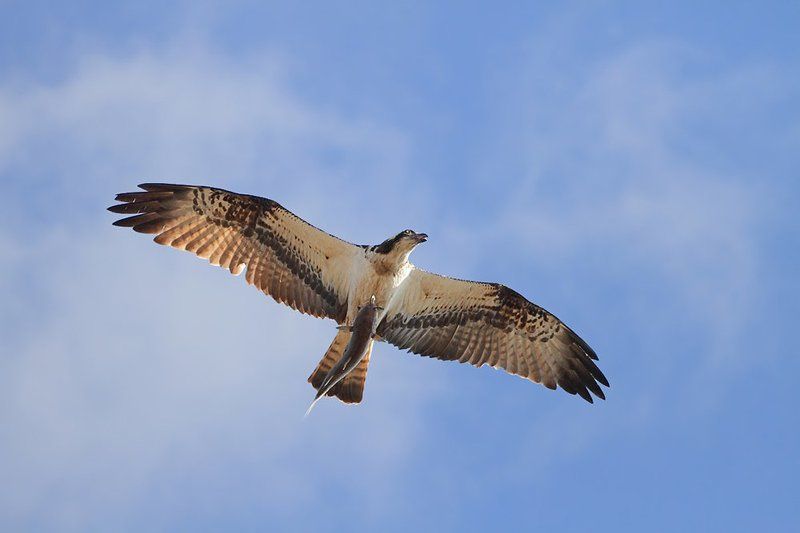 400mm, 7d, animals, birds, osprey, животные, птицы, скопа Про Скопуphoto preview