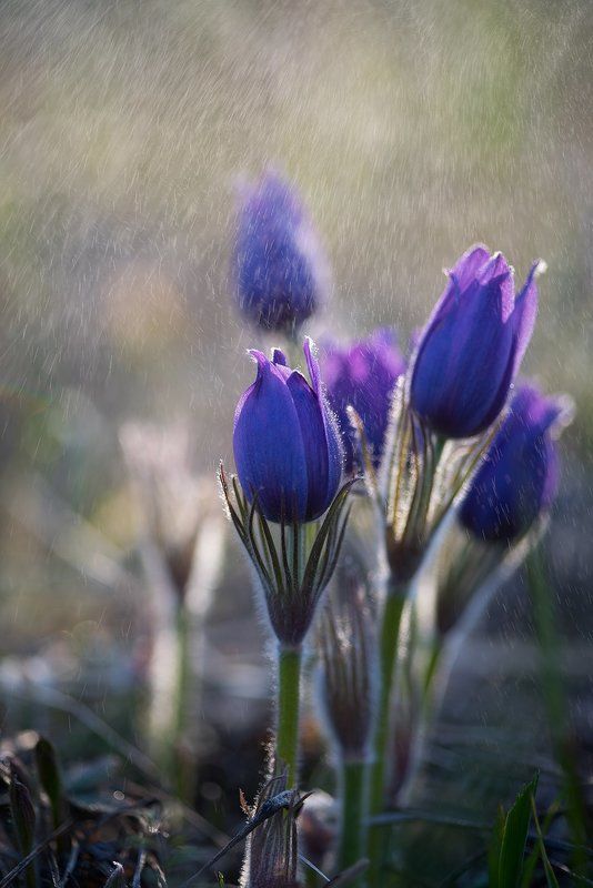 Первоцветыphoto preview