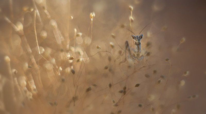 Золотой лучик.photo preview