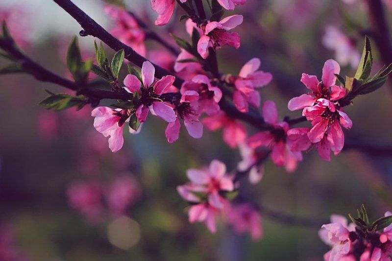 Природавесна Весна пришла...photo preview