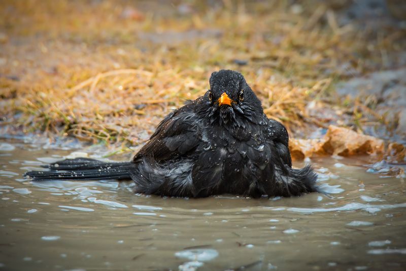 Водные процедурыphoto preview