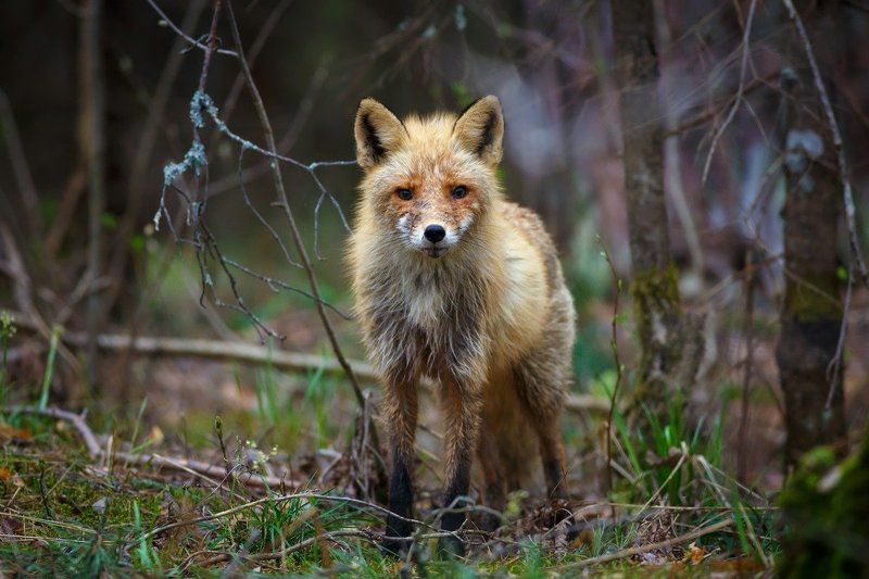 Встреча, Лес, Лиса, Мокрая Лисовичекphoto preview