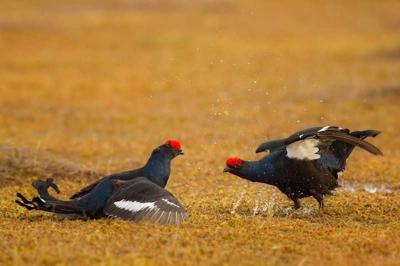 не щадя живота своего...photo preview