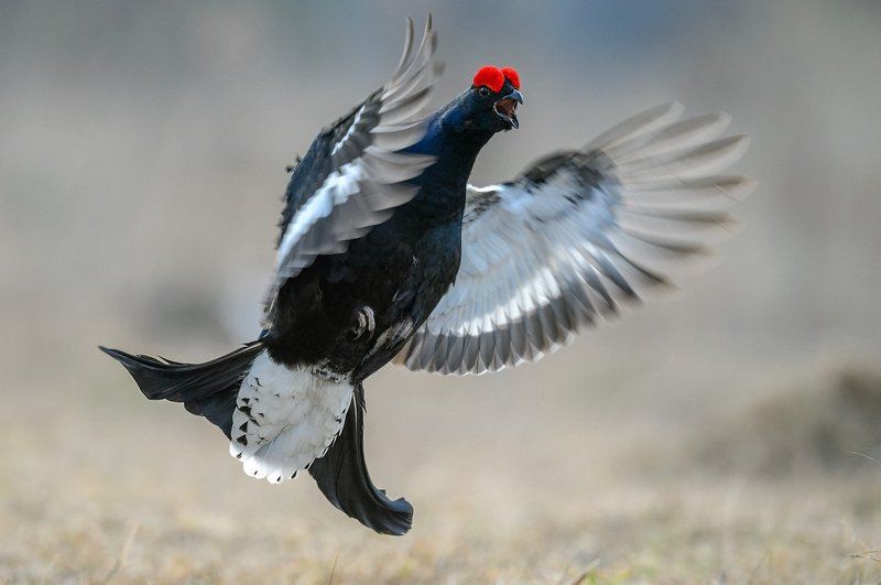 тетерев Тетеревиный токphoto preview