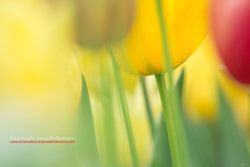 emanuele scandura de francisco tulpani tulpaniphoto preview