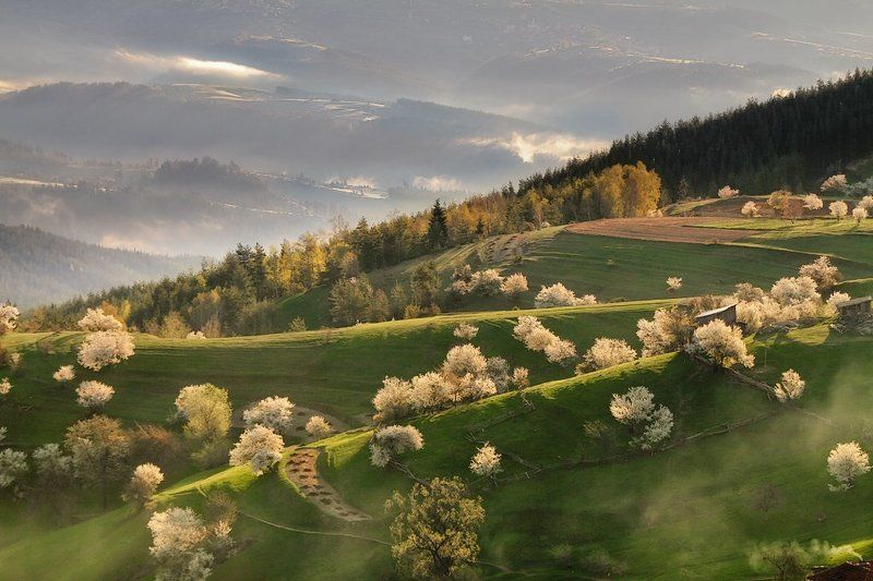 българия, гора, родопы, утро Притча о  утром Родопыphoto preview