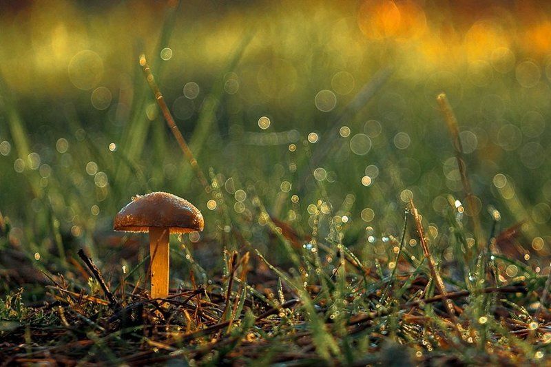 Весна, Грибы, Макро Весенние.. фото превью