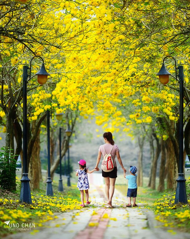 Beauty flower, Hanoi, Unochan, Vietnam, Vuonghongchan, Yellow moom, the world so beauty!photo preview
