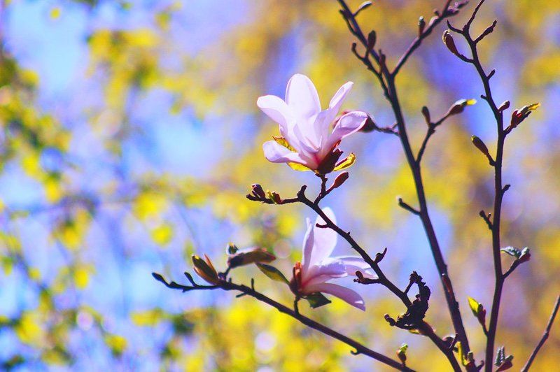 Магнолия - фото превью