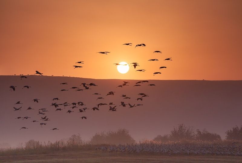 Восход, Журавли, Заповедник, Природа, Птицы, Рассвет, Серые журавли, Солнце, Туман, Утро Журавушки встречают Солнышко ...photo preview
