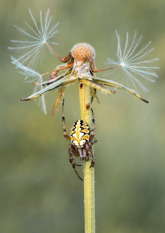 Танцы на шестеphoto preview