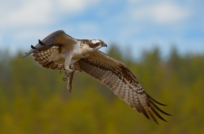 скопа и рыба летаютphoto preview