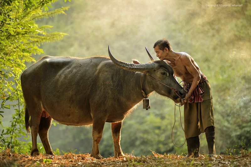 Buffalo, China, Culture, Life, Light, Photography, Raylight, Smoke, Sunlight, Thai L o n g L o v ephoto preview