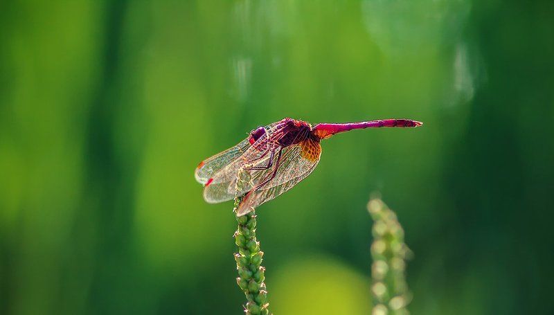 Тренд сезона: красный цвет.photo preview