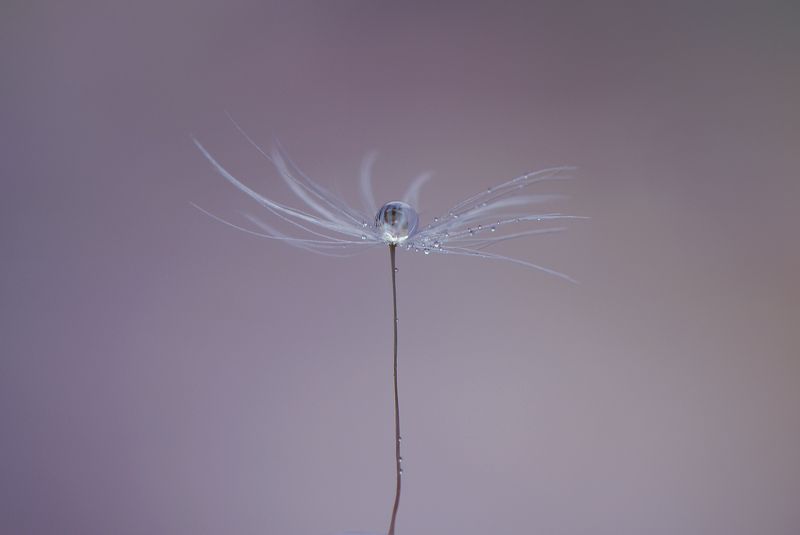 macro,nature,drop dropphoto preview