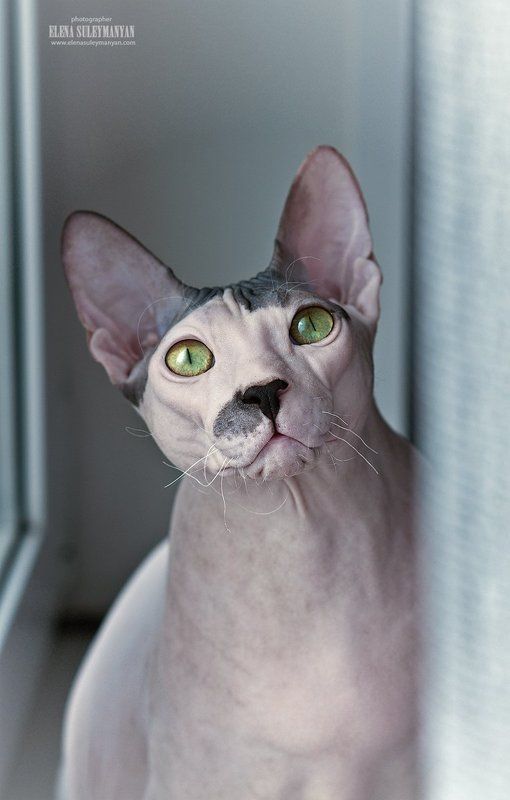 На окне...photo preview