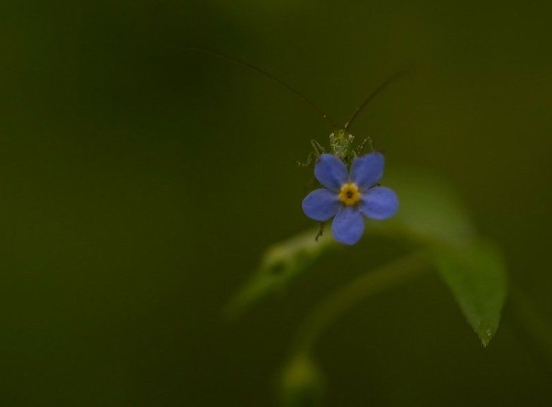 Весна, Кузнечик, Насекомые, Незабудка, Цветы Ты кто такой...давай до свиданияphoto preview