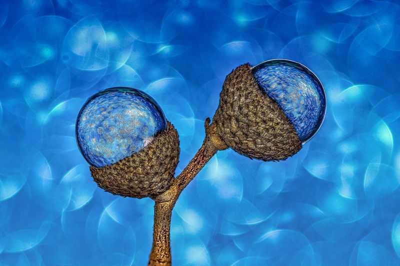 water, drops, macro, colores, plant ESSENCE OF LIFEphoto preview