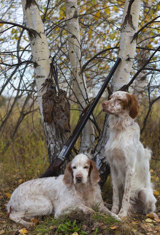английский_сеттер, портрет, охота Удачная охота. Английские сеттера, портрет после удачной охоты.photo preview