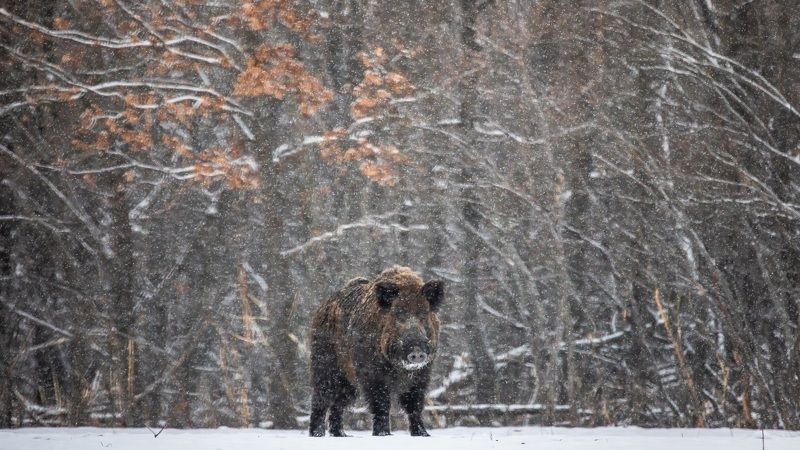 Одиночество и снегопад.photo preview