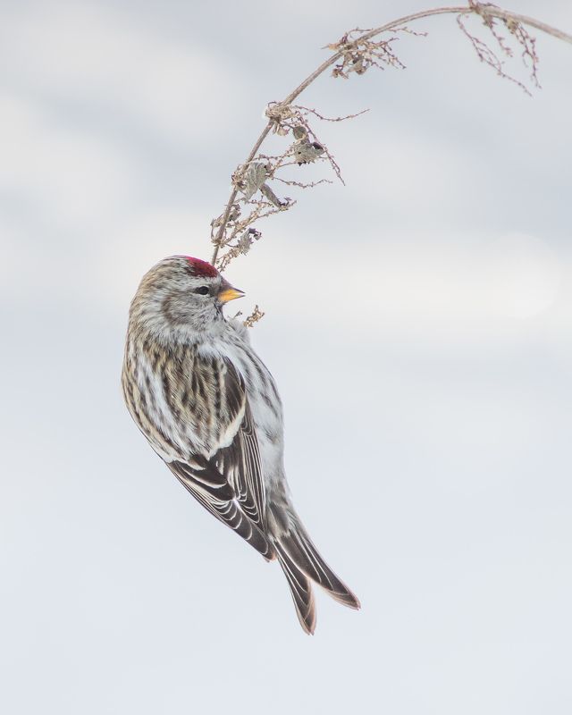 чечётка Чечёткаphoto preview