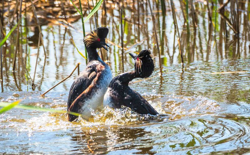 Озеро вода тростник утки Может это любовь?photo preview
